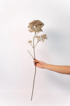 Lace Flower Stem - 34