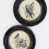 Eerie Assorted Framed Bird Prints - Set of 2