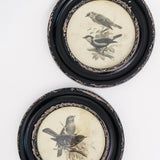 Eerie Assorted Framed Bird Prints - Set of 2