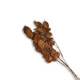 Bougon Branch Bundle