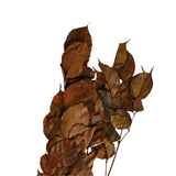 Bougon Branch Bundle