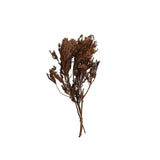Jhau Tree Bundle