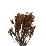 Jhau Tree Bundle