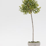 Good Feeling Thyme Topiary - 13"