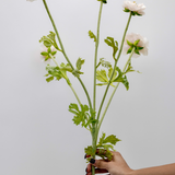 Meliora Ranunculus Spray - 37"