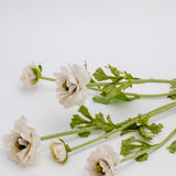 Meliora Ranunculus Spray - 37"