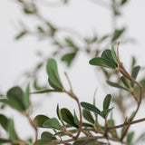 Leafy Stem - 39"