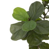 Designer Approved - Faux Fiddle Leaf Tree