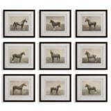 Equine Dynasty Framed Prints - Set of 9