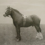 Equine Dynasty Framed Prints - Set of 9