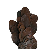 Katal Leaves Bundle