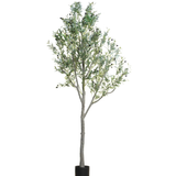 8' Olive Tree