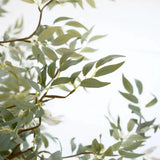 Forba Eucalyptus Branch Bundle