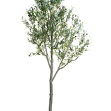 8' Olive Tree