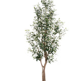 6' Olive Tree