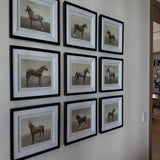 Equine Dynasty Framed Prints - Set of 9
