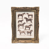 Horse Breed Illustration Framed Art