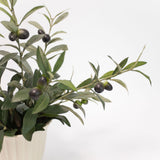 Olive Potted Plant