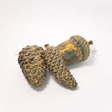 Rustic Pinecone - 2 Sizes