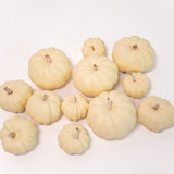 Mini Cream Pumpkins - Set of 12