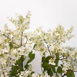 White Lilac Stem - 34"