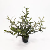 Olive Potted Plant