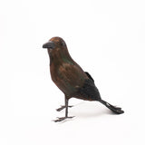 Feathered Crow