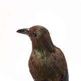 Feathered Crow