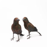 Feathered Crow