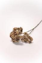 Seed Cluster Stem - 27