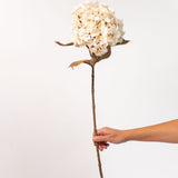 Hydrangea Stem - Ivory - 26"