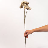 Seed Cluster Stem - 27"
