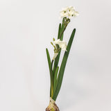 Paperwhite Bulb
