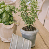 Handcrafted Herb Pot - 6 Styles