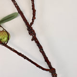 Rosehip Stem - 48”