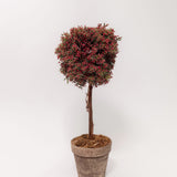 Potted Berry Topiary - 2 Sizes