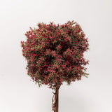 Potted Berry Topiary - 2 Sizes