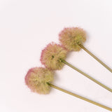 Allium Stem Bundle - 19"