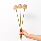 Allium Stem Bundle - 19"
