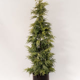 Cedar Potted Tree - 2 Sizes