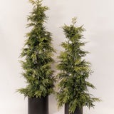 Cedar Potted Tree - 2 Sizes