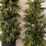 Cedar Potted Tree - 2 Sizes