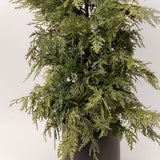 Cedar Potted Tree - 2 Sizes