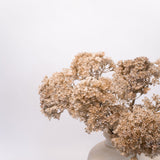 Distressed Terracotta Vase - Cream