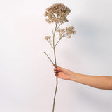 Lace Flower Stem - 34"