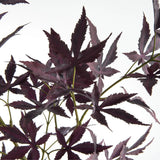 Maple Leaf Branches - Set of 2