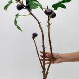 Marella Mission Fig Branch - 27"