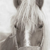 Horse Portrait 1 Wall Art