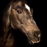 Portrait of Horse IV Wall Art