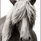 Fabled Stallion Wall Art